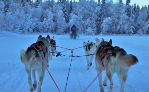 Onvergetelijke gezinsvakantie in Fins Lapland
