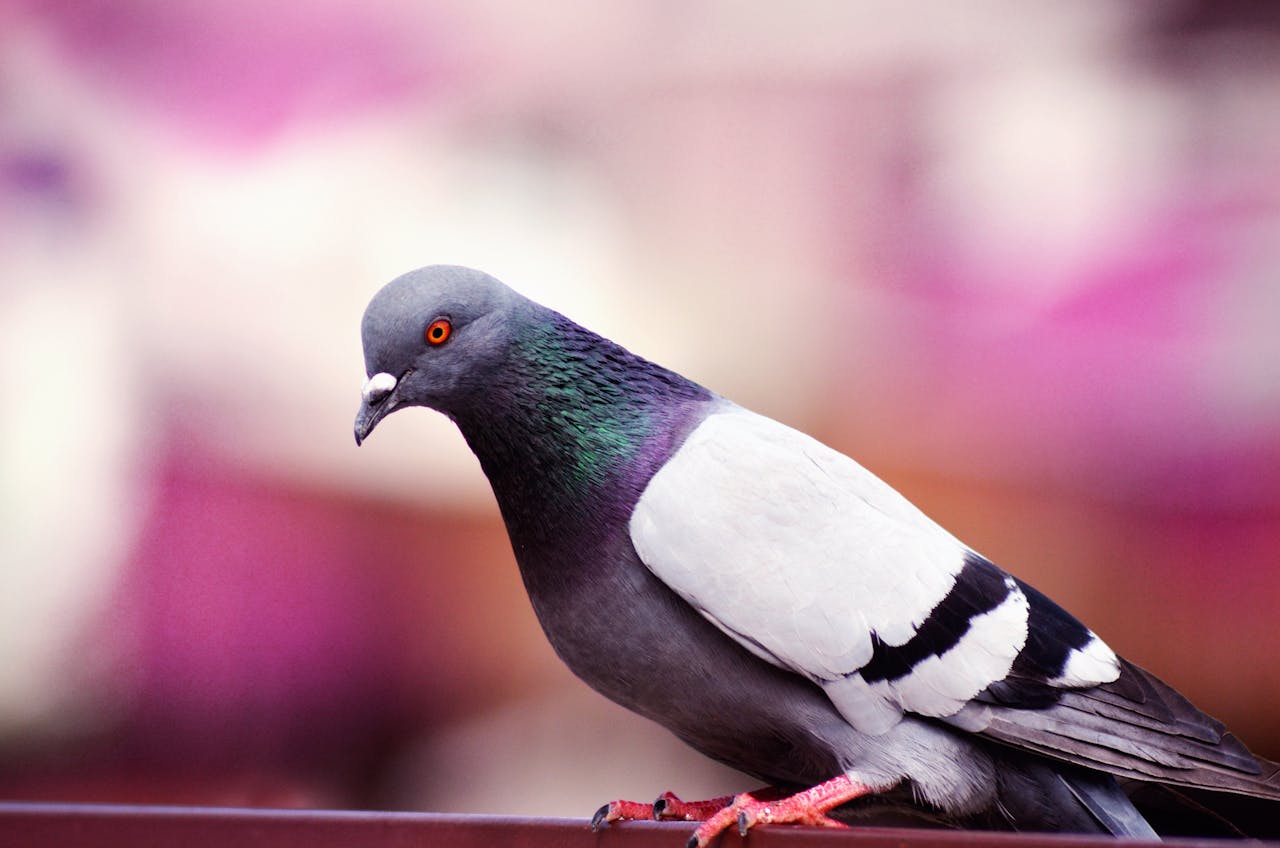 Mijn kind wil een vogel als huisdier: waar moet je op letten?