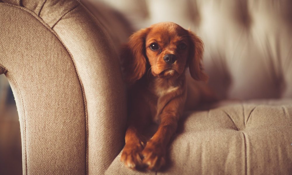 Voor gezinnen De hoekbank als speel- en chillplek