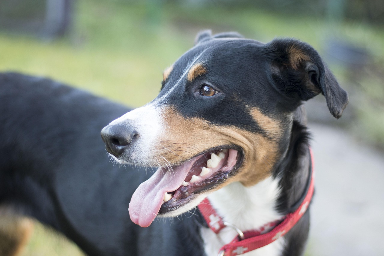 Waarom een hond de perfecte speelkameraad is voor de ontwikkeling van je kind